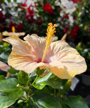 Pink Hibiscus Flower