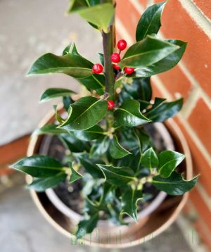 holly