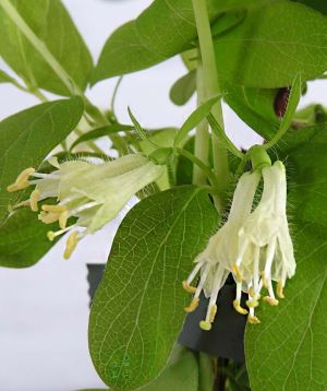 March Honeyberry flowers 