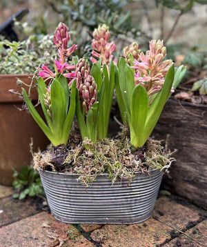 Pink Hyacinth planter