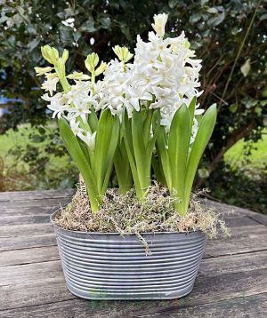 Vintage Hyacinth in flower