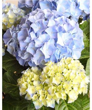 Hydrangea flowers