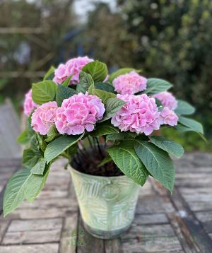 Pink Hydrangea