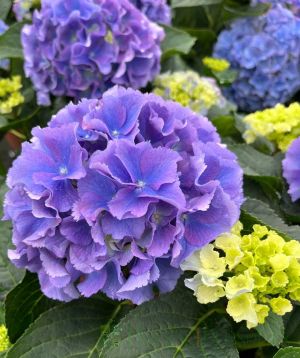 Hydrangea flowers