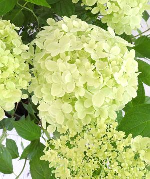 In full bloom