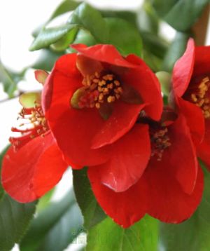 Flowering Quince