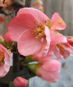 Pink Japanese Quince Flower