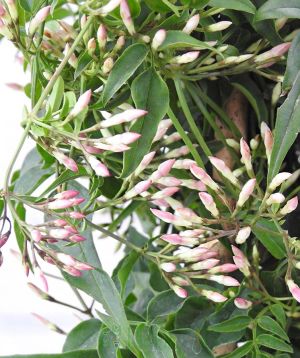 Jasmine pyramid buds and foliage