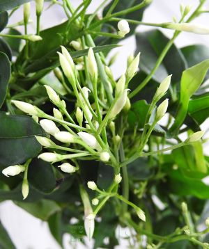 Jasmine Flower buds