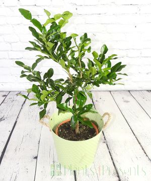 Large mature Kaffir lime