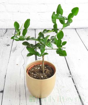 Kaffir Lime i Gold ceramic pot