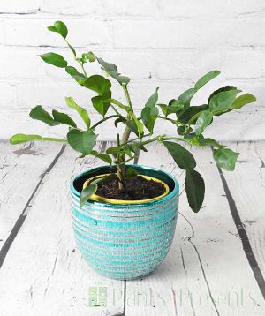 Baby Makrut (Kaffir) Lime