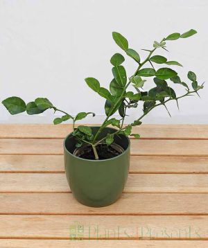Baby Makrut (Kaffir) Lime