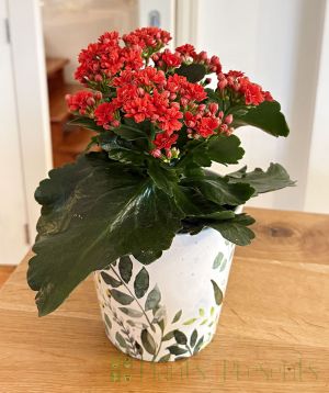 Kalanchoe