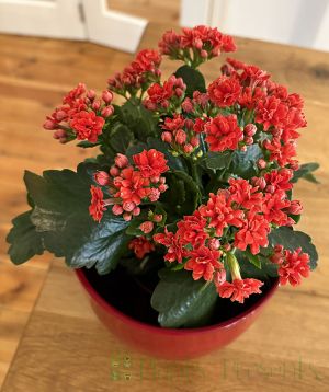 Kalanchoe