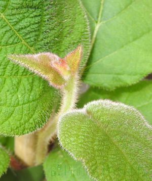 Fresh new growth, close up