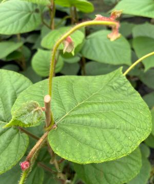 Kiwi new growth