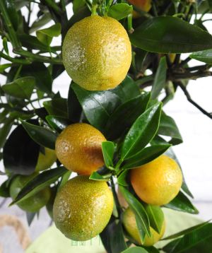 Kucle fruits starting to colour up