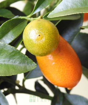 Ripening kumquats