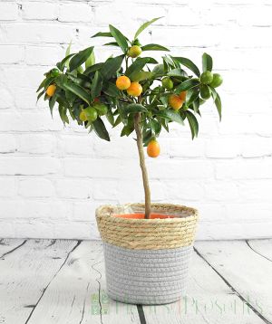 Kumquat ministem in seagrass basket