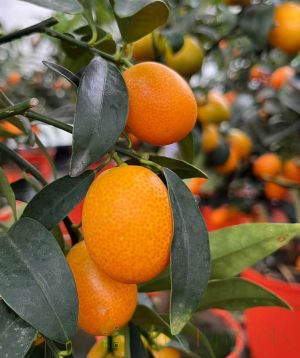 Ripe Kumquats ready to eat