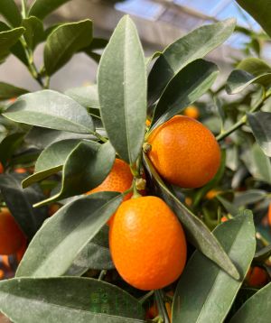 Kumquat ministem in seagrass basket