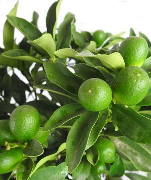 Ripening Kumquat fruits