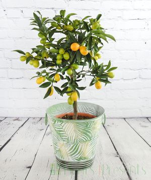 Large Kumquat covered in ripening fruits