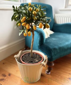 Large Kumquat