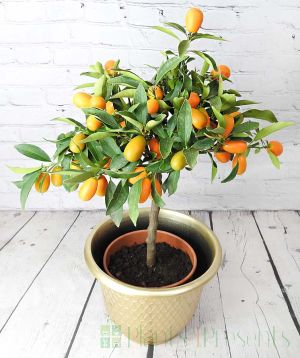 Large Kumquat in Gold pot for Chinese New Year