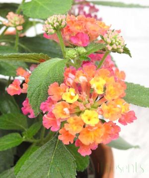 Pink Lantana