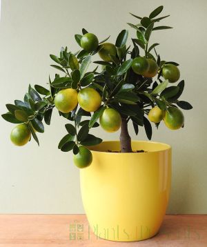 Lyvia Lemon (Limequat Hybrid)