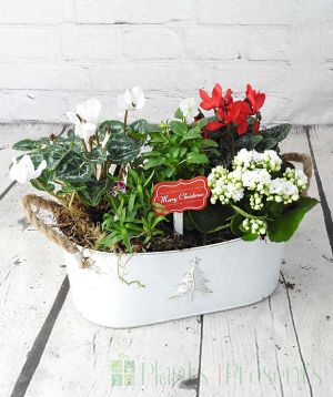 Large Christmas Planter