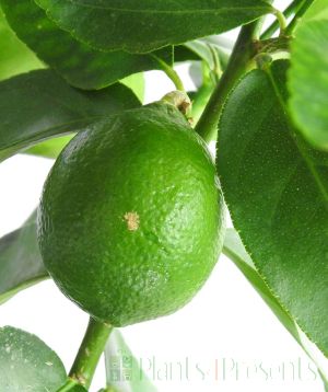 Large Lime Tree          