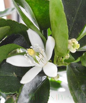 Lime flower in spring