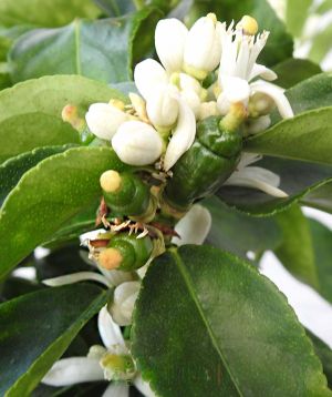 Large Lime buds and flowers