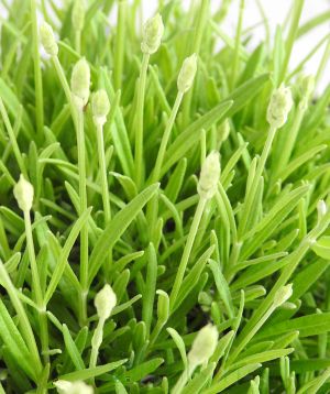 White lavender buds in late spring