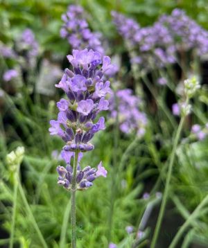 English Lavender Scented Flowers