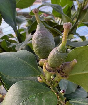 Large Lemon with flowers and embryonic fruits setting