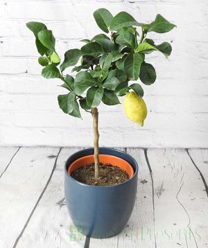 Medium lemon4seasons