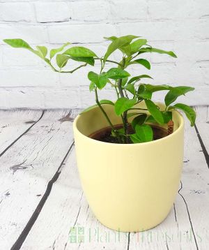 Baby lemon Volkamer