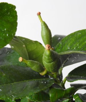 Lemon4seasons fruit buds