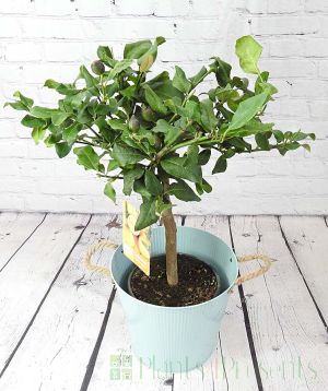Sicilian Lemon 'Carrubaro'
