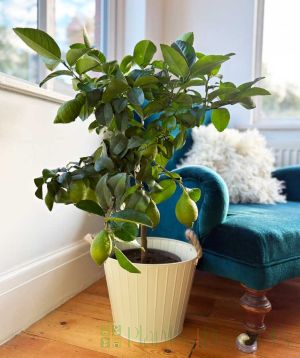 Large Lemon Tree 2025