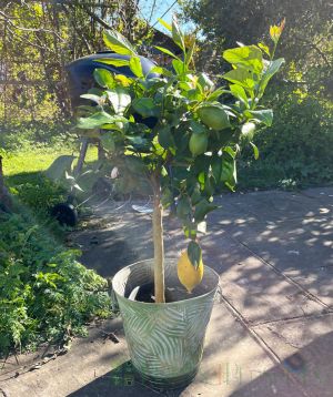 Large lemon tree