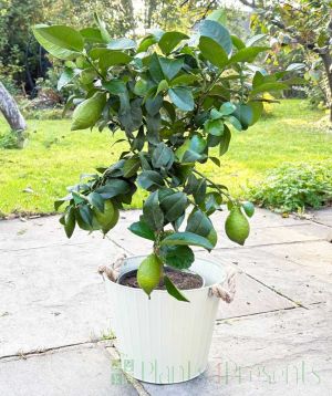 Large Lemon Tree