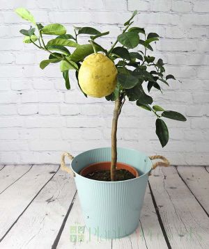 Lemon Lipo in Blue Pail