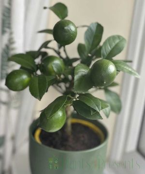 Lemon Meyer with green fruit