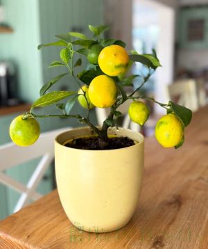 Lemon Meyer:  small bush with ripening fruits