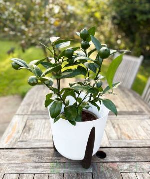 Lemon Meyer Bush